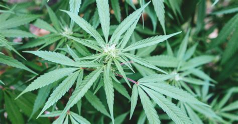 types  marijuana species plant guide tecadvo