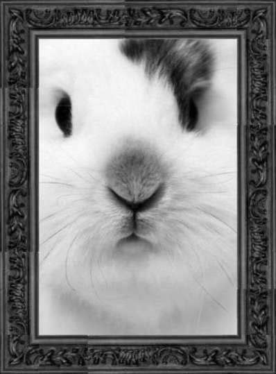 bunny face pictures   images  facebook tumblr pinterest