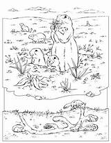 Coloring Prairie Dog Burrow Popular Kids sketch template