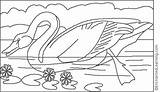 Coloring Swan Audubon Enchantedlearning Color Pages James Region John Click sketch template