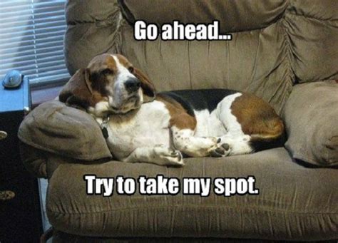 12 Best Basset Hound Memes Of All Time