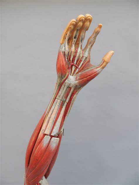 german anatomical model   arm  somso fleaglass