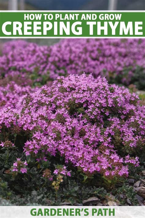 creeping thyme thymus serpyllum mother  thyme drought tolerant ground