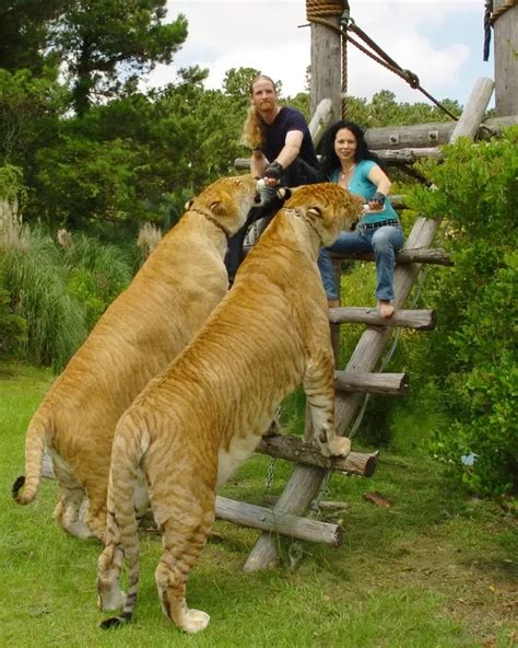 Would A Liger Beat A Tiger And Lion In Fight At Separate