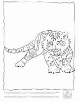 Coloring Baby Pages Tiger Cubs Sheets Wonderweirded Wildlife Choose Board Cute sketch template