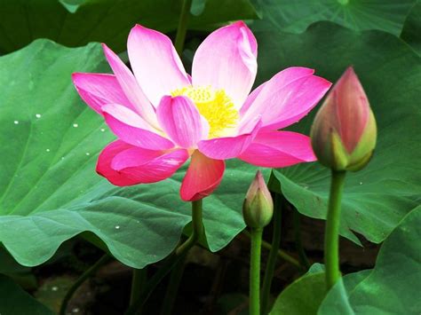 ide tentang bunga teratai  pinterest lotus  hindu