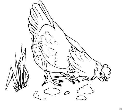 Huhn Senkt Kopf Ausmalbild & Malvorlage (Tiere)