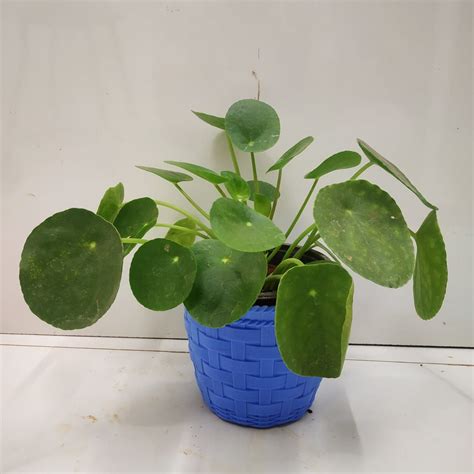 Pilea Plant Care Uk Pilea Peperomioides Xl Local Delivery Only