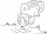 Drinking Water Coloring Tiger Pages Animals Coloringpages101 Color Tigers Online sketch template