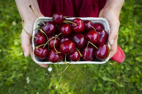 7 health benefits of cherries health