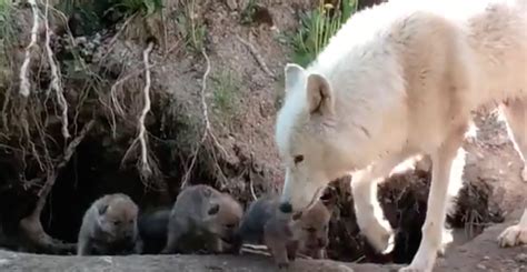 adorable wolf pups spotted emerging   den  toronto zoo news
