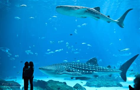 whale sharks   georgia aquarium  atlanta  viewe flickr