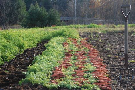 vegetable farming learn   selection  cultivation