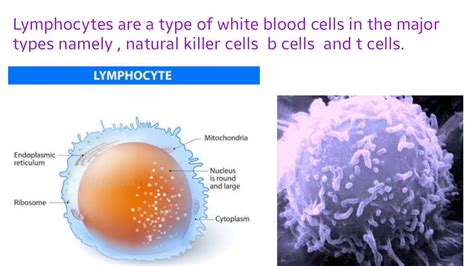 lymphocytes youtube