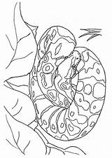 Schlange Python Malvorlagen Gravure Animal Momjunction sketch template
