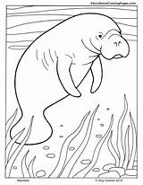 Manatee Mammals Whale Ausmalbilder Robbe Manati Manatees Simbolos Fun Arbol Adornos Bautizo Mosaicos Genealogico Coloringhome sketch template