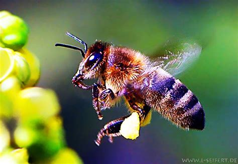 biene beim nektar sammeln honigbiene arbeiterin insekten bilder kostenlos