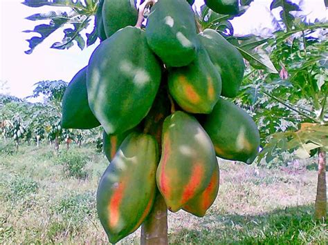Jenis Dan Kriteria Pepaya Unggul ~ Agro Budidaya