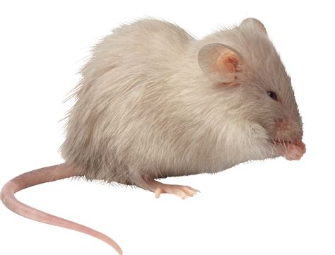 rat mouse mice png  images pictures