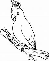Coloring Parrot Pages Cockatoo Printable Print Popular sketch template