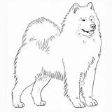 Samoyed Dog Drawing Breeds Breed sketch template
