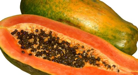 papaya description cultivation  facts britannica