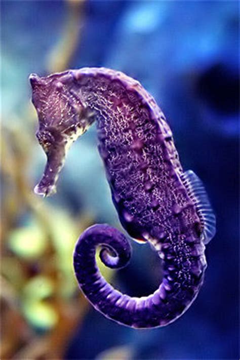 purple seahorse pictures   images  facebook tumblr pinterest  twitter