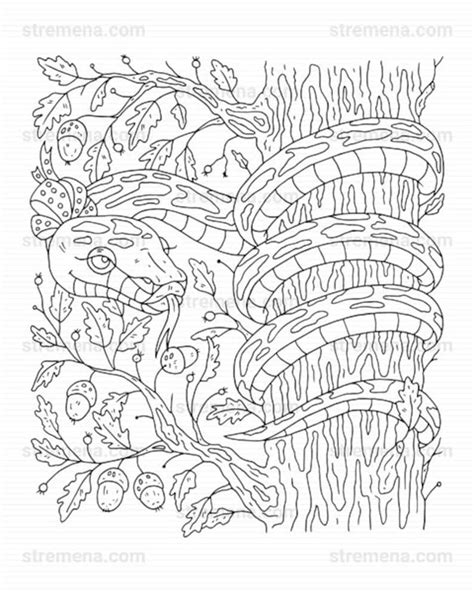 reptiles printable coloring pages snake  lizard   etsy