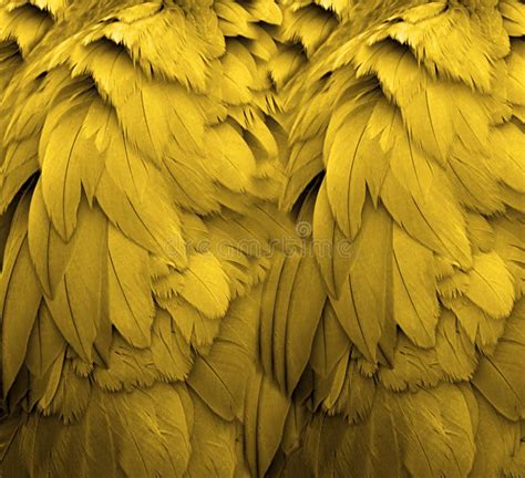 yellow feathers stock photo image  color details nature