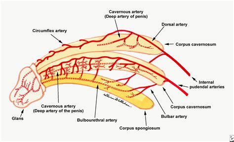 humananimal anatomy  physiology diagrams male external genitalia