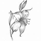 Lilies Blumen Lilie Drawingwow Bleistiftzeichnungen Zeichnung Gezeichnet Bleistift sketch template