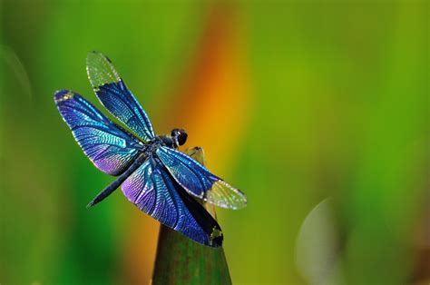 dragonfly background clip art library