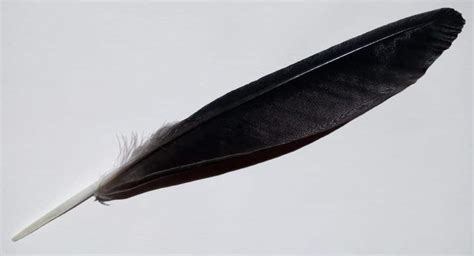black feather symbolism meaning knowledge wisdom