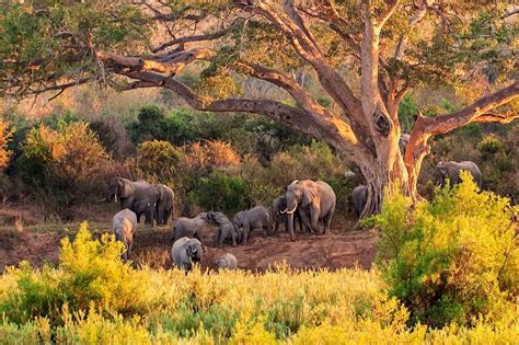 remarkable kruger national park  south africa goway