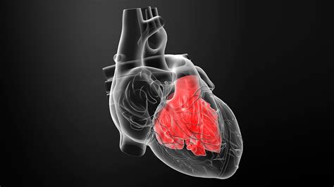 Enlarged Heart Cardiomegaly And Heart Failure Everyday