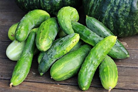 grow cucumbers start  finish   dollars  month