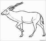 Coloring Antelope Addax Pages Desert Sahara Drawing Wildebeest Clipart Color Pronghorn Printable Drawings Beautiful Online Cliparts Getdrawings Getcolorings Dot Results sketch template