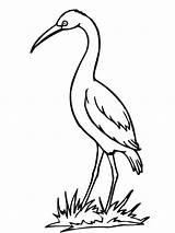 Kolorowanka Bocian Cegonha Desenho Stork Druku Pintarcolorir Poszukiwaniu Jedzenia Wydruku sketch template