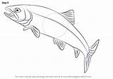 Trout Fishes Drawingtutorials101 Sketch Improvements Carving sketch template