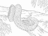 Anaconda Serpent Anakonda Sucuri Anacondas Reticulated Snake Amarilla Supercoloring Colorier Coloriages Gelbe Printables sketch template