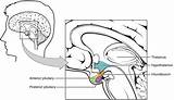Hypothalamus Pituitary Gland Anterior Thalamus Hormones Complex Inferior Connects Posterior Infundibulum Brain Anatomy Lies Located Which Figure Lateral Each Lobe sketch template