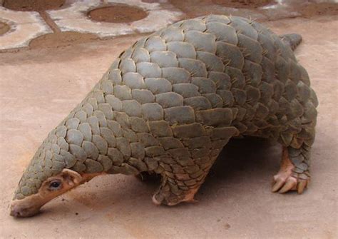 pangolin dinner in china prompts calls for species protection asia ec2