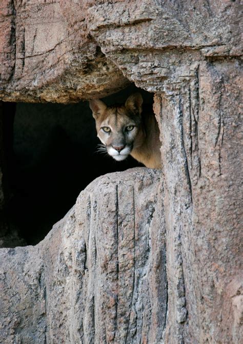 why cougars are coming to town