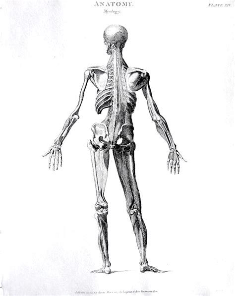 figure drawing abraham rees muscles   human body cyclopaedia