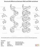 Dna Worksheet Rna Coloring Structure Labeled Replication Drawing Between Differences Structural Worksheets Molecule Model Pages Fill Answers Activity Template Printable sketch template