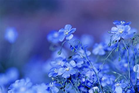 descubra  kuva fleur bleue  blanche thptnganamsteduvn