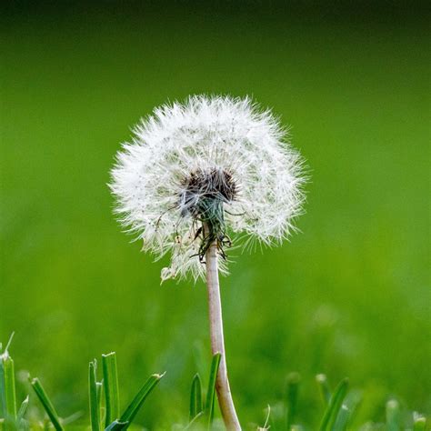 dead dandelion