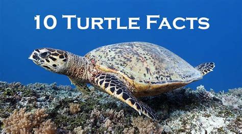 turtle facts learn  sea turtles snorkel   world