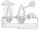 Ecology Ecosystems Elementary Biology Ecosystem Asu Biologist Desert sketch template