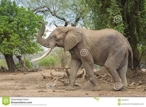 Side View Of An African Elephant Bull With Trunk Up Stock